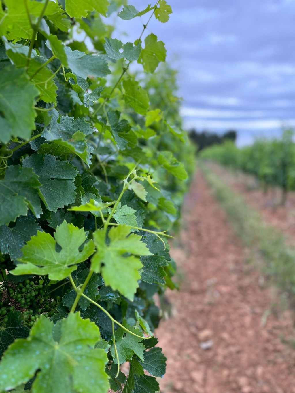 Exploring Catalonia’s Wine Tours on Rainy&nbsp;Days