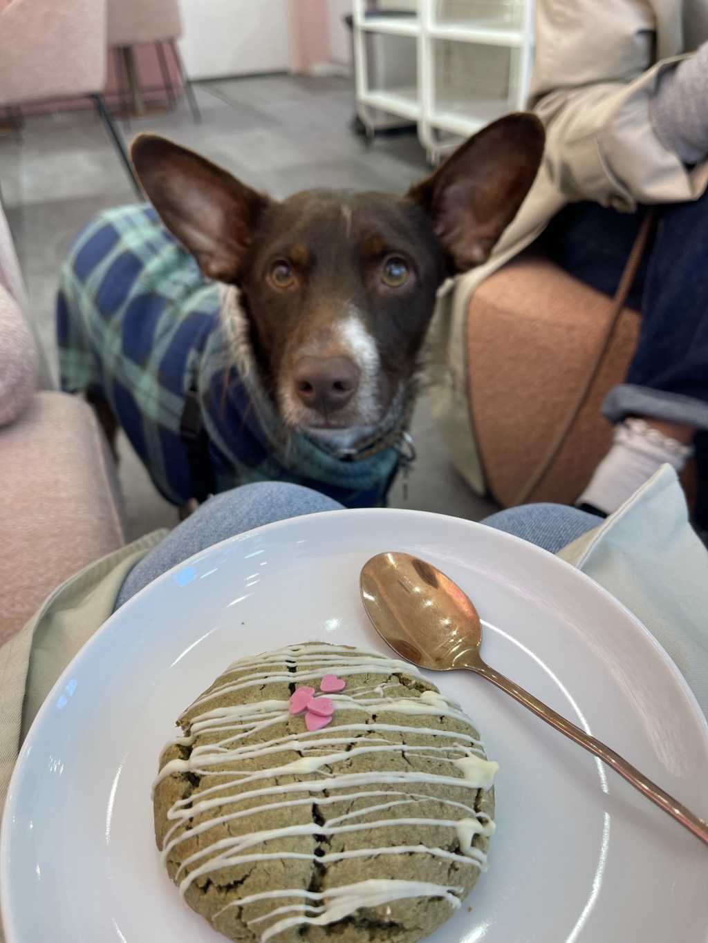 Dog-friendly France: vet insights and updated travel&nbsp;tips